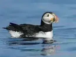 Puffin