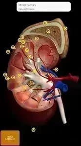 3D Anatomy — لقطة شاشة 4